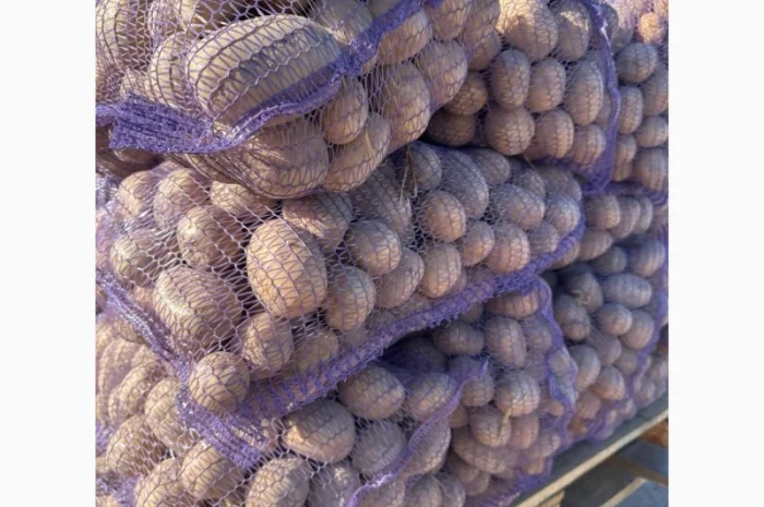 Картопля на продаж сортів Балтік Роуз, Алюет, Гала- фото № 5