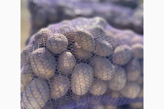 Картопля на продаж сортів Балтік Роуз, Алюет, Гала- фото № 7