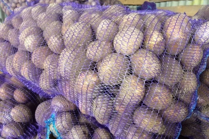 Насіннєва картопля Арізона для фермерських господарств- фото № 1