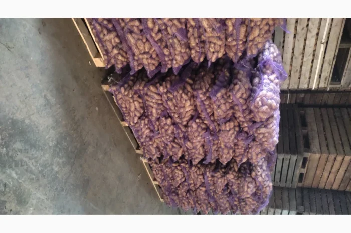 Куплю картофель гранаду оптом- фото № 2