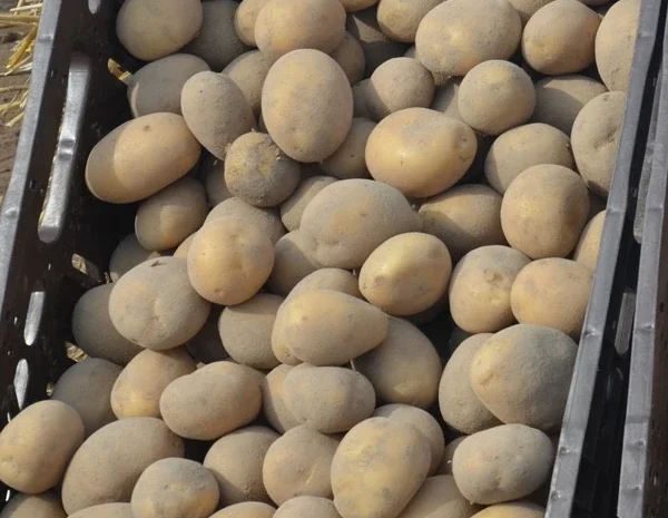 Насіннєва картопля Арізона оптом від 5 тонн- фото № 1