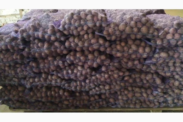 Продаж картошки насиневої Беларосси- фото № 1