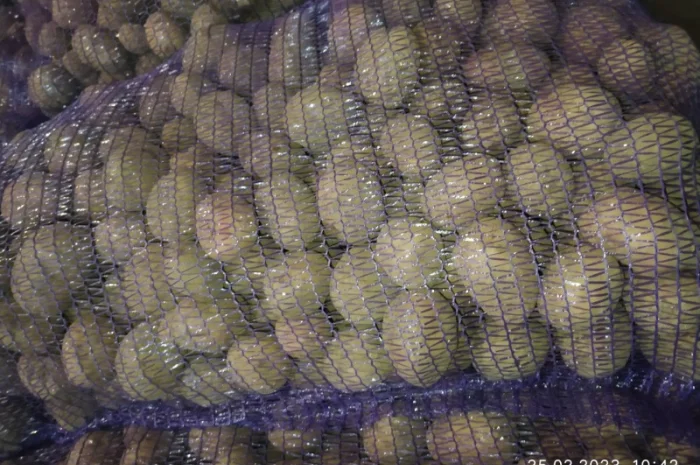 Продаж картошки насиневої Беларосси- фото № 2