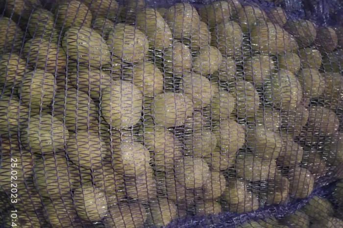 Продаж картошки насиневої Беларосси- фото № 3