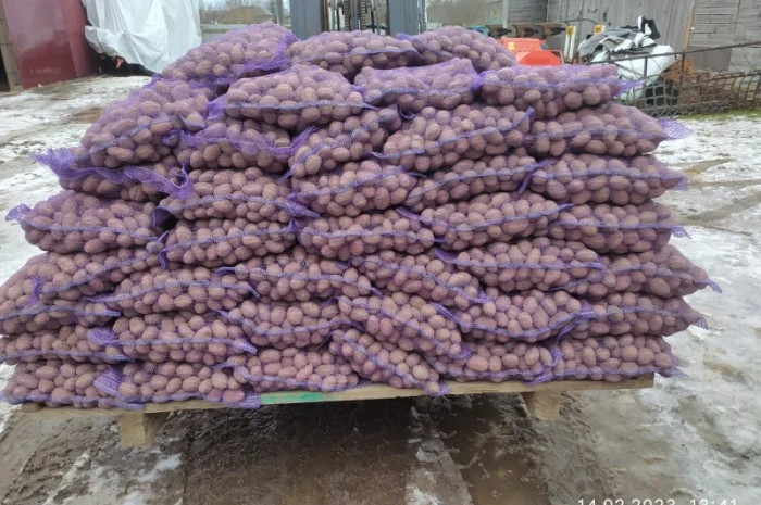 Продаж картошки насиневої Беларосси- фото № 4