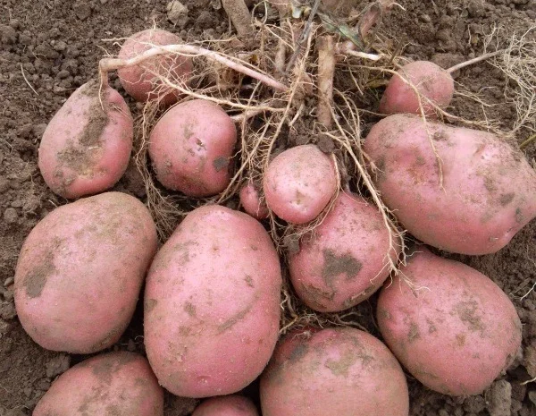 Насіннєва картопля Беллароза на продаж- фото № 1