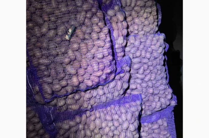 Якісна насіннєва картопля Беллароза оптом- фото № 1