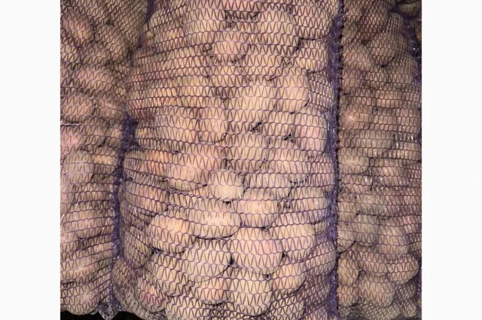 Картопля насіннєва Беллароза оптом від 5 тонн- фото № 1