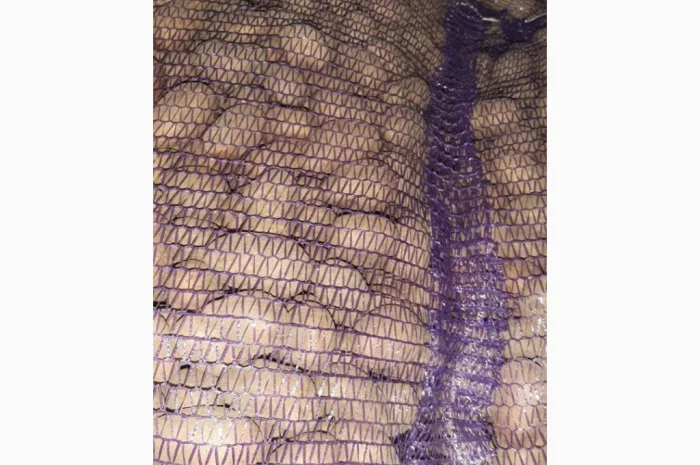 Насиннєва картопля Беллароза 1-2 репродукція- фото № 1