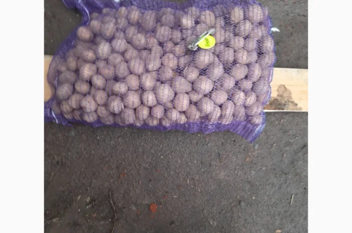 Продаж насіннєвої картоплі Рів’єра- фото № 1