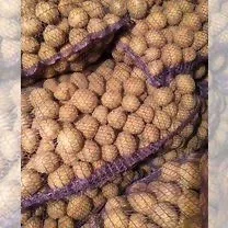 Семенной картофель Ривьера 1-2 репродукция- фото № 1