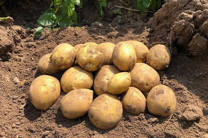 Закупка картофеля бюджет в больших объемах- фото № 1