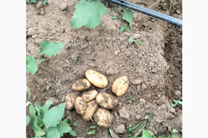 Молодая картошка Ривьера на продажу- фото № 3