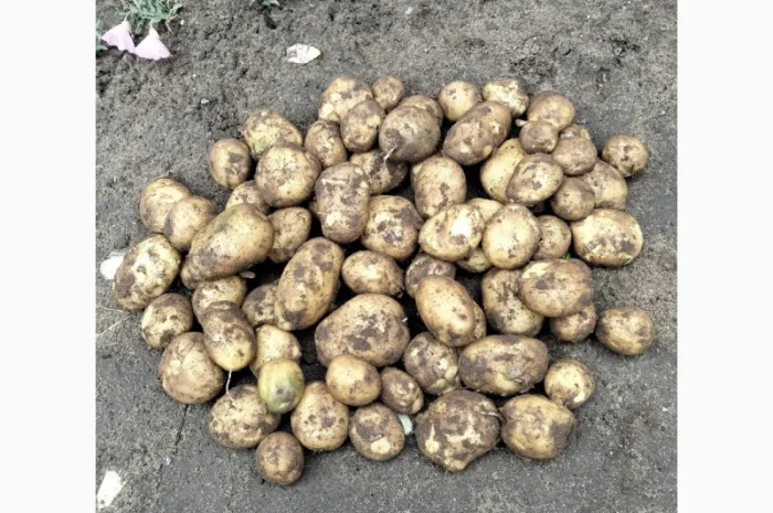 Молодая картошка Ривьера на продажу- фото № 4