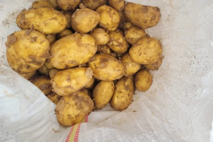 Молодая картошка Ривьера на продажу- фото № 1