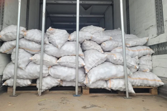 Молодая картошка Ривьера на продажу- фото № 2