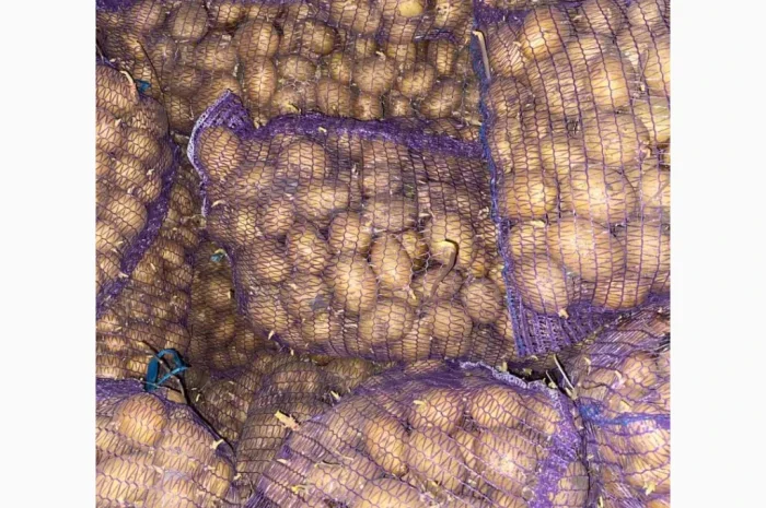 Продаю насіннєву картоплю сорту Арізона- фото № 1