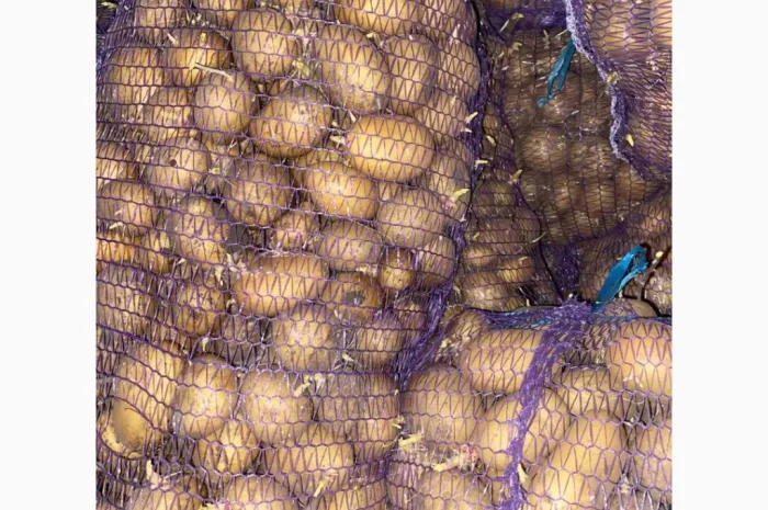 Продаю насіннєву картоплю сорту Арізона- фото № 2