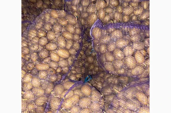 Продаю насіннєву картоплю сорту Арізона- фото № 3