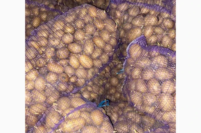 Продаю насіннєву картоплю сорту Арізона- фото № 4