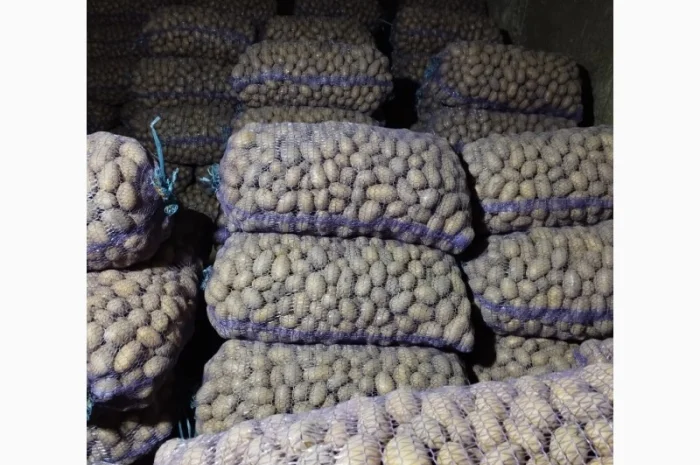 Продаю насінневу картоплю королева Анна- фото № 1