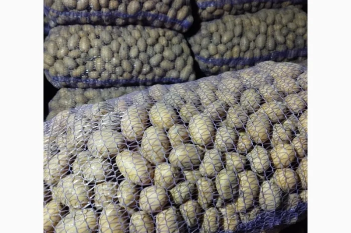 Продаю насінневу картоплю королева Анна- фото № 2