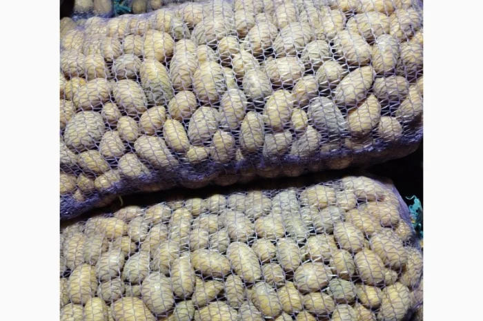 Продаю насінневу картоплю королева Анна- фото № 3