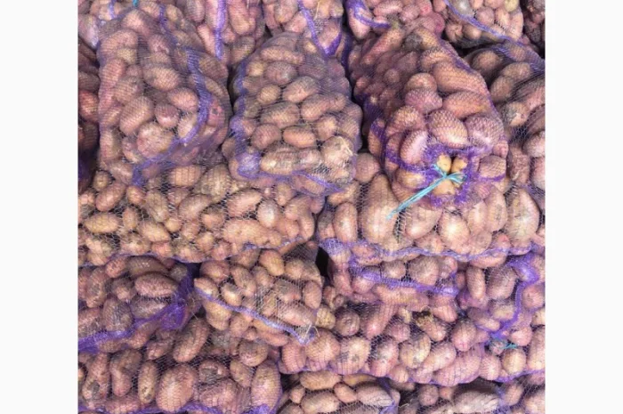 Продаж картоплі від фермерів від 10 тонн- фото № 1