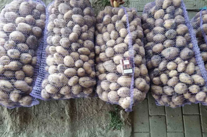 Продается картофель нескольких сортов от поставщика, 20 тонн- фото № 2