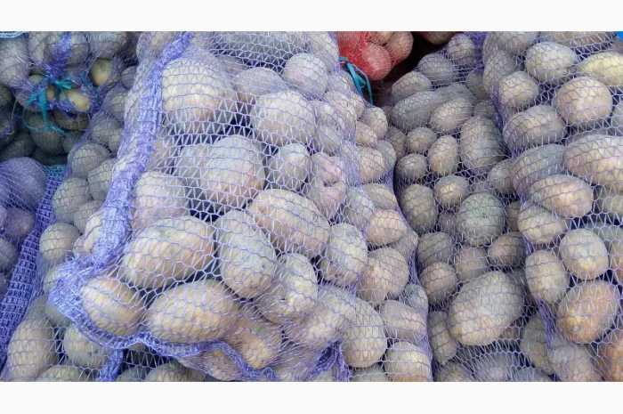 Продается картофель нескольких сортов от поставщика, 20 тонн- фото № 4