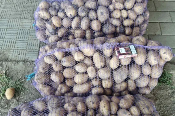 Продаж товарної картоплі від 20 тонн- фото № 3