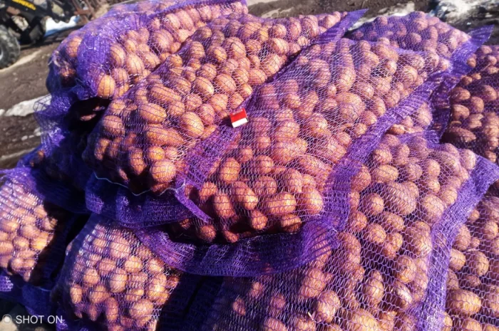 Картофель посадочный сорта Колумба- фото № 1