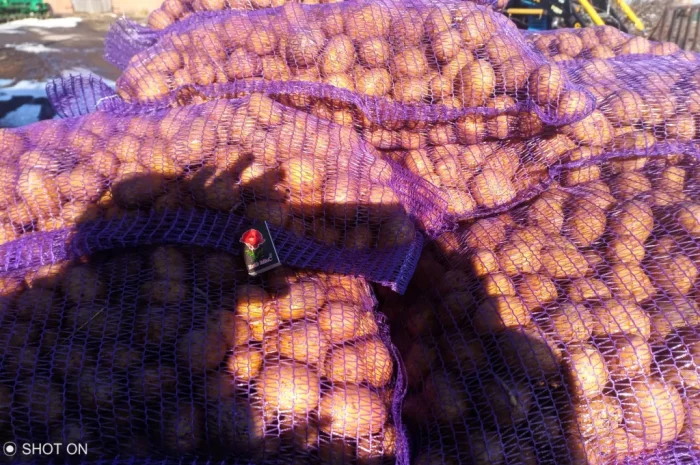 Картофель посадочный сорта Колумба- фото № 3