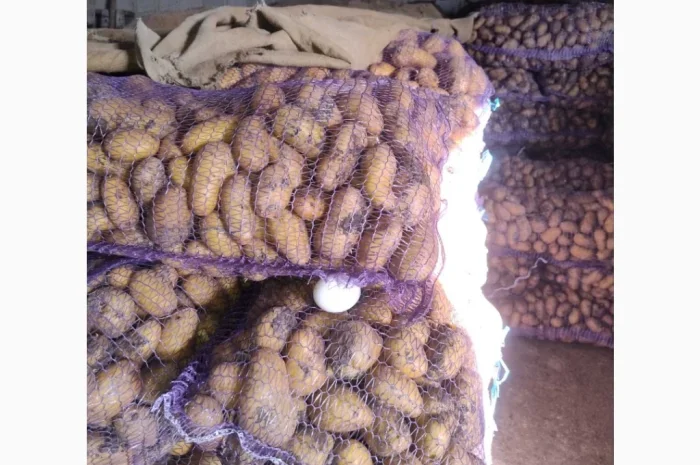 Продаю картошку сорта Гранада и Невская- фото № 1