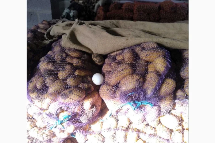 Продаю картошку сорта Гранада и Невская- фото № 3