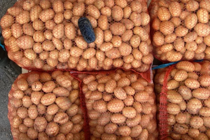 Продажа насіннєвої картоплі сорт Арізона- фото № 1