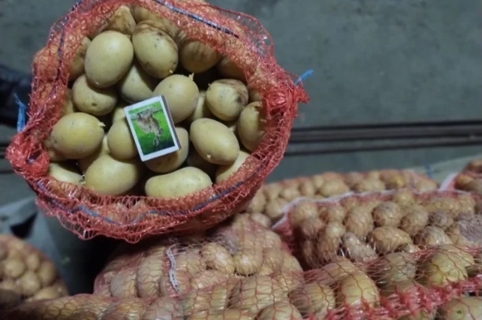 Продажа насіннєвої картоплі сорт Арізона- фото № 2