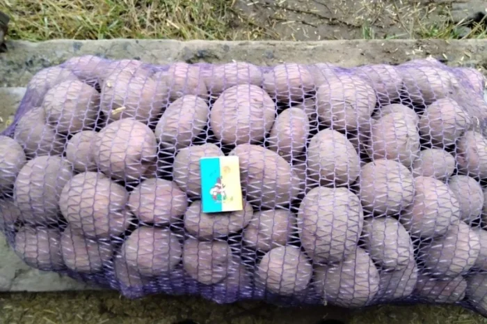 Продаж картоплі сорту Журавінка- фото № 1