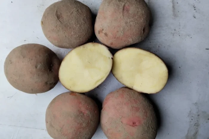 Продаж картоплі сорту Журавінка- фото № 2