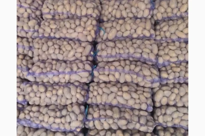 Домашня картопля на продажу- фото № 1