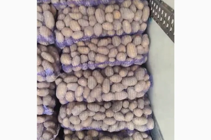 Домашня картопля на продажу- фото № 2