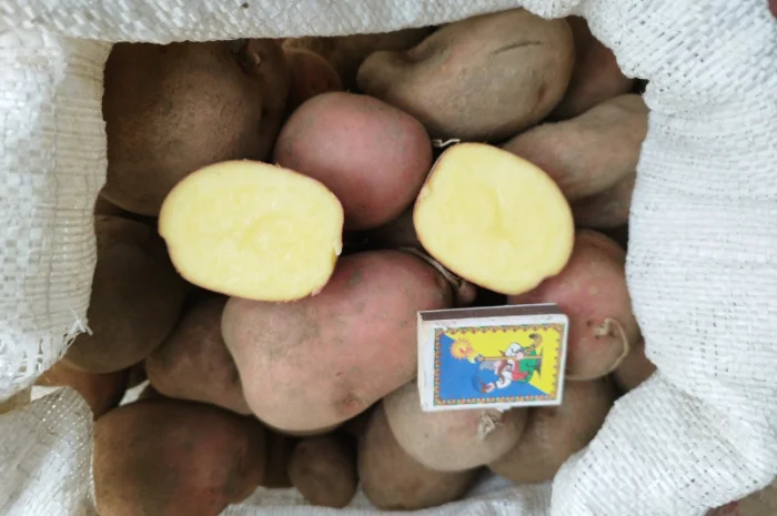 Куплю картофель большого сорта- фото № 1