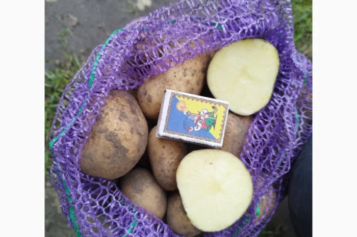 Куплю картофель большого сорта- фото № 2