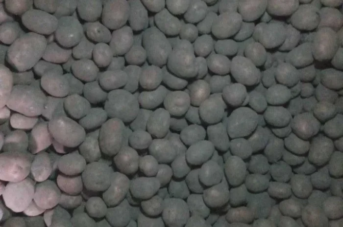 Продаю картоплю сорту Бела Роса- фото № 1