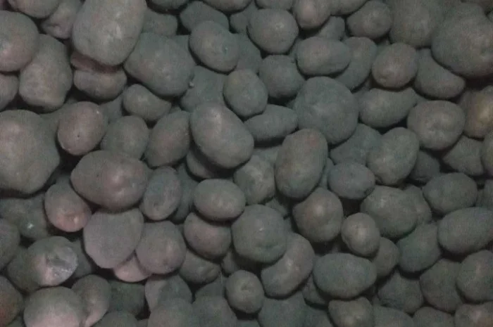 Продаю картоплю сорту Бела Роса- фото № 2