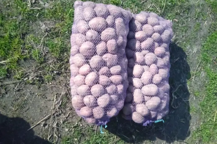 Продам картоплю сорту Бела Роса- фото № 1