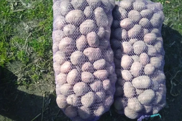 Пропонується картопля сорту Бела Роса- фото № 2