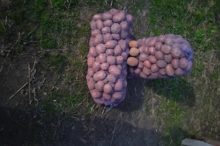 Пропонується картопля сорту Бела Роса- фото № 3