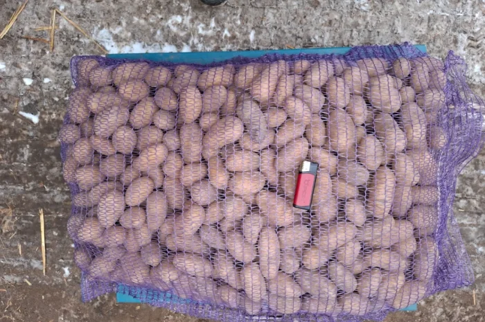 Семенной картопля Рів'єра високої якості на продаж- фото № 1