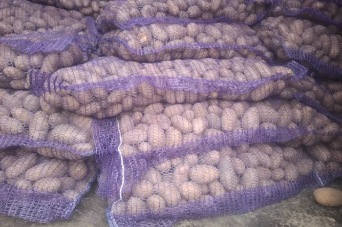 Семенной картопля Рів'єра високої якості на продаж- фото № 2